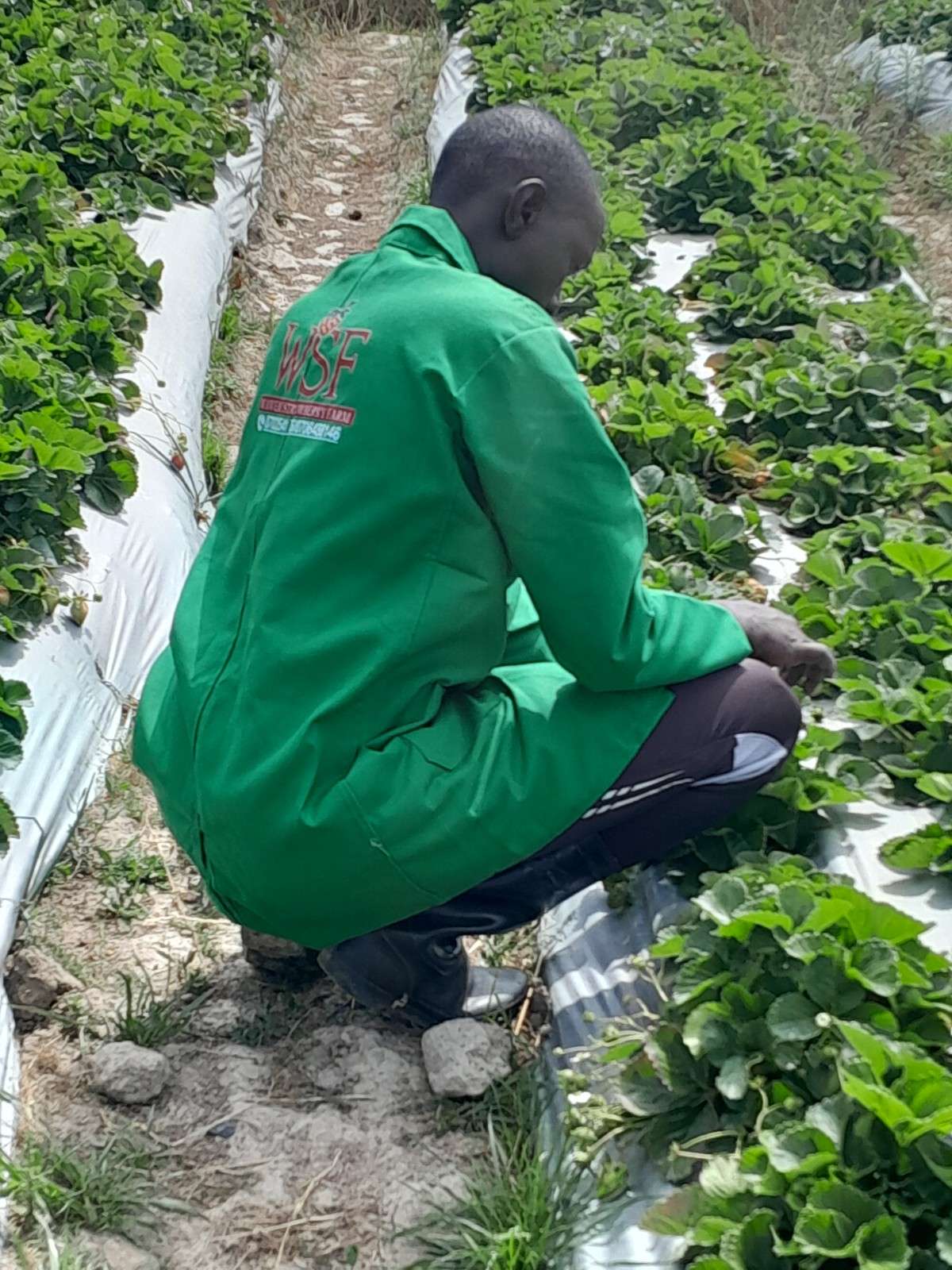 Farm activity 1