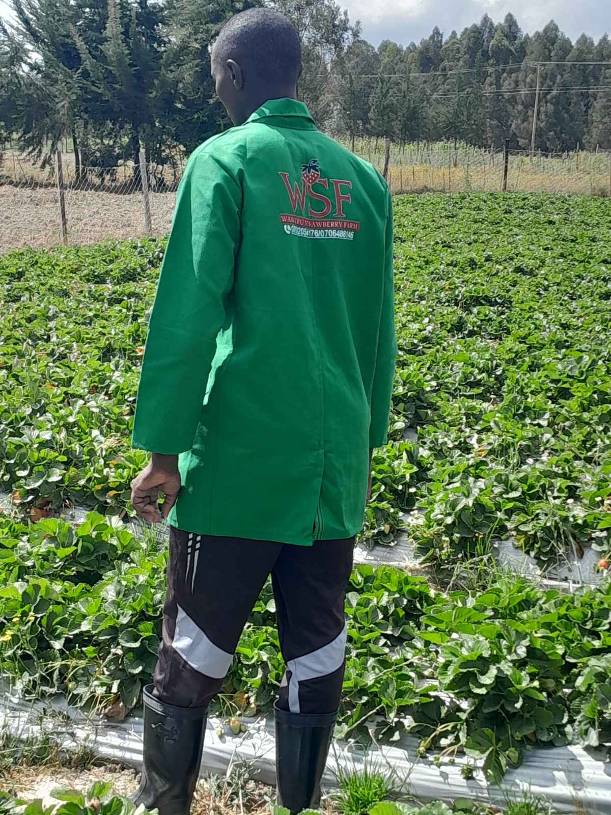 Farm activity 2