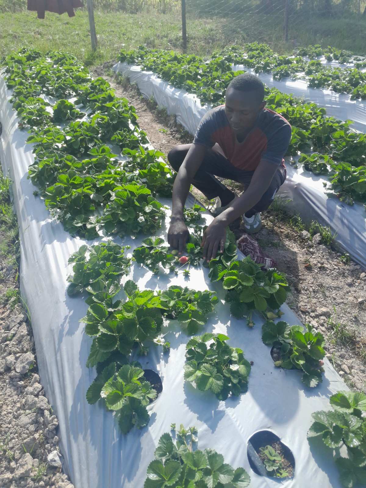 Farm activity 5