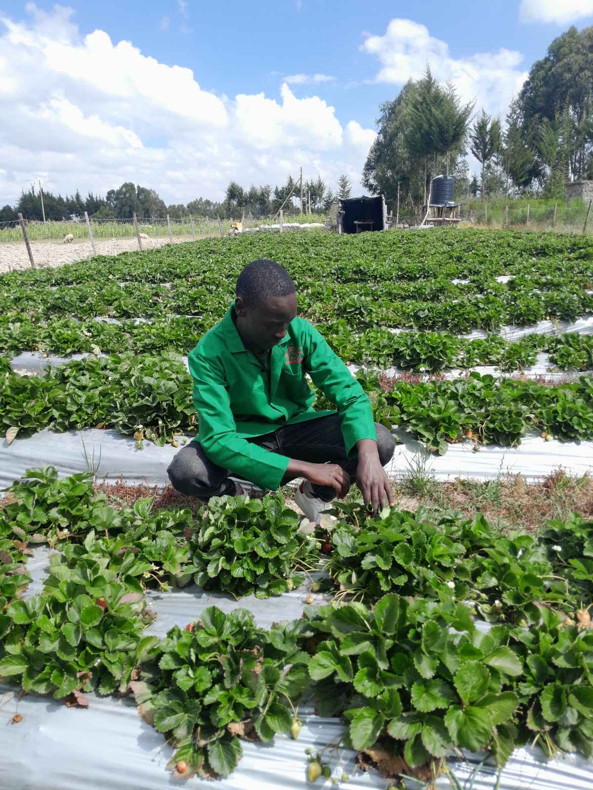 in the farm