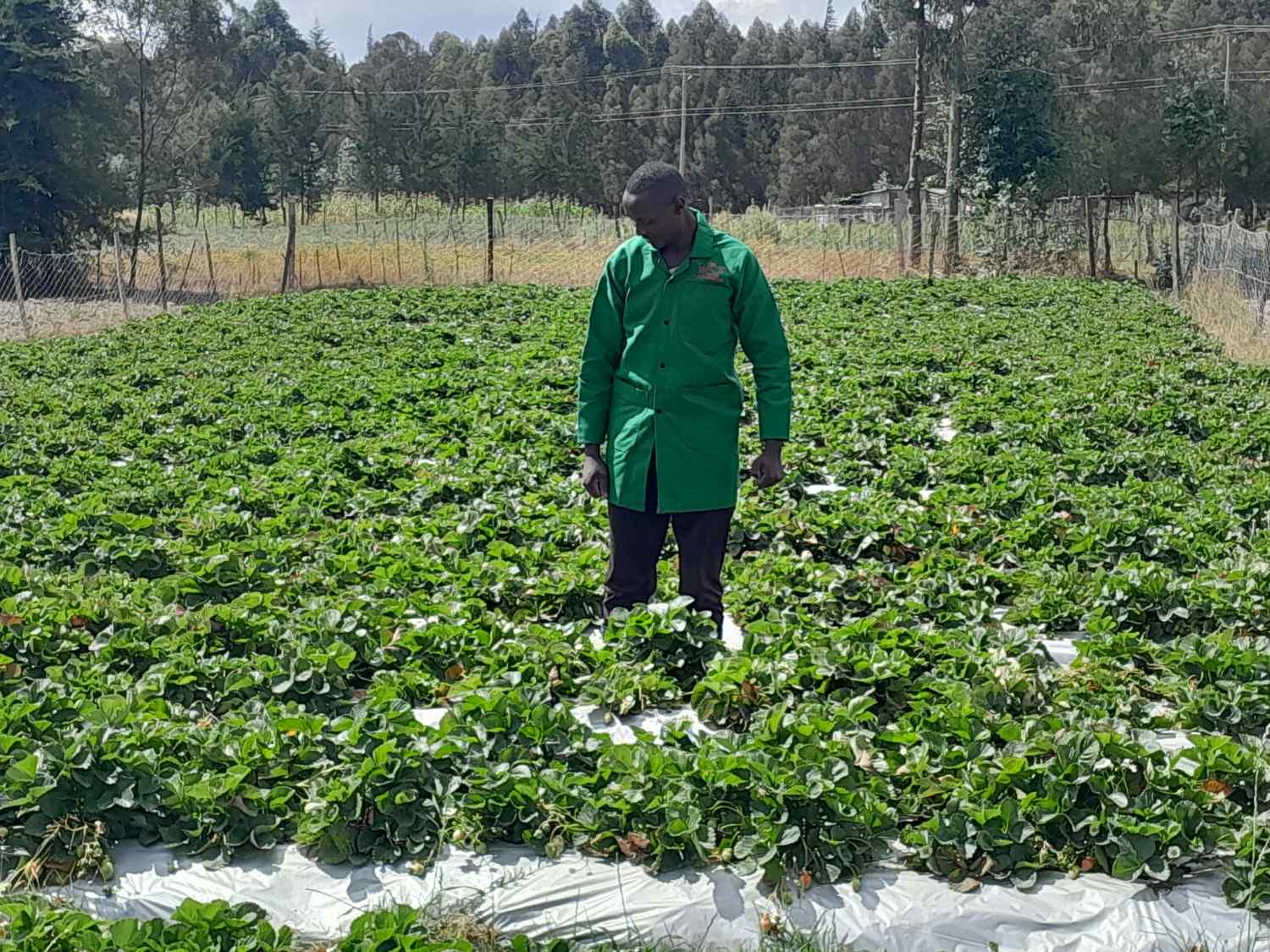Waweru Strawberry Farm Field